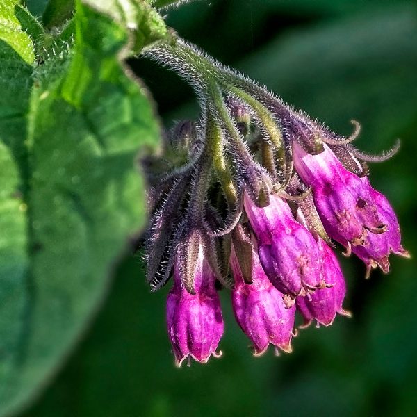 Alantoin – Šta je i kako utiče na našu kožu?